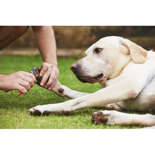 Corta Uñas Tipo Tijeras Perros Gatos Mascotas Aves Con Lima - Mi tienda