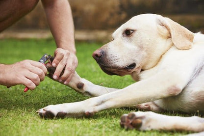 Corta Uñas Tipo Tijeras Perros Gatos Mascotas Aves Con Lima - Mi tienda 