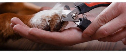 Corta Uñas Tipo Tijeras Perros Gatos Mascotas Aves Con Lima - Mi tienda 